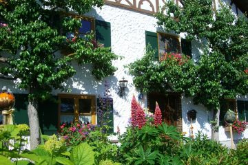 espalier tree, house front, facade