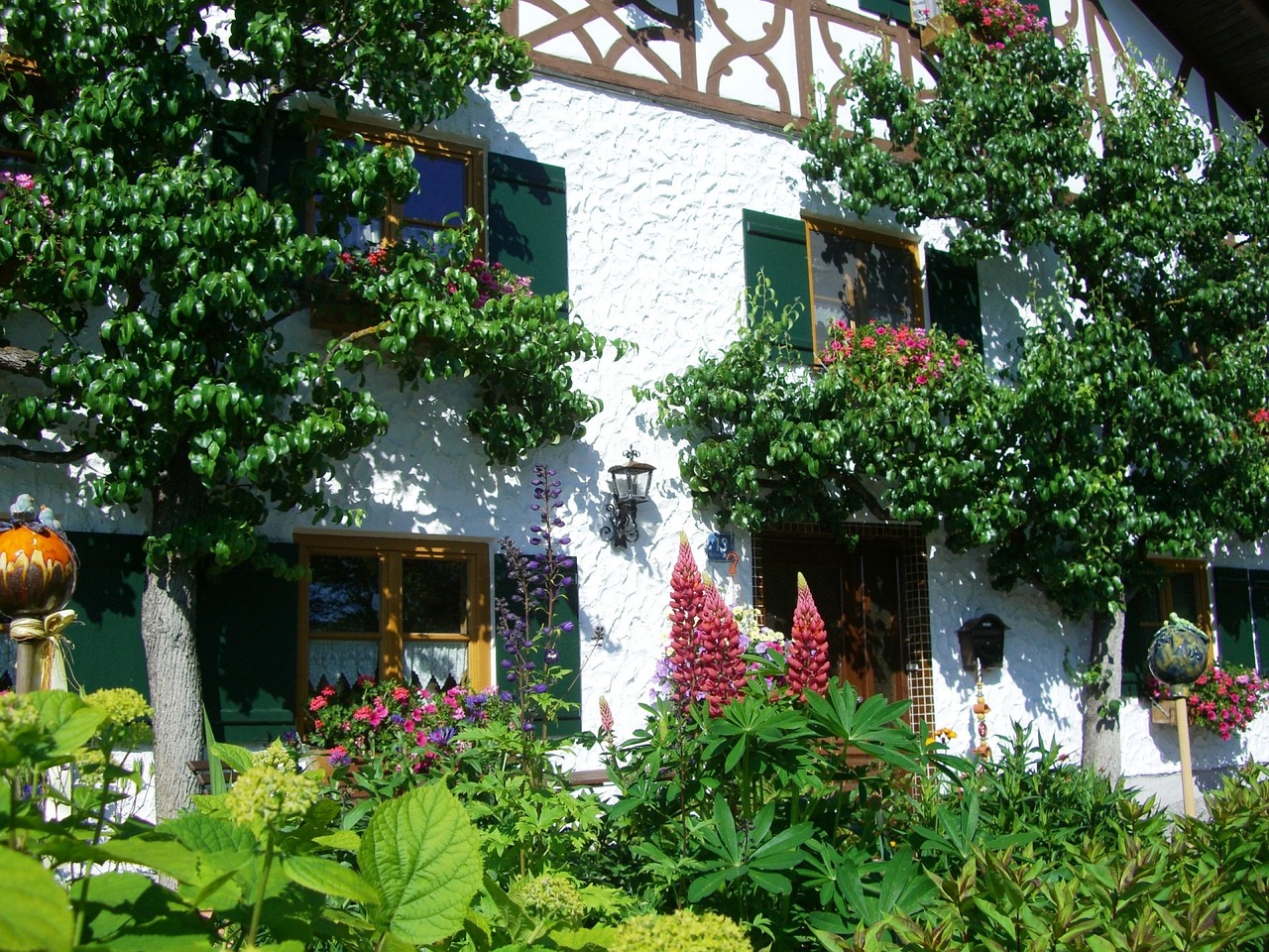 espalier tree, house front, facade